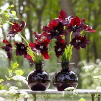 Black Parrot Tulips