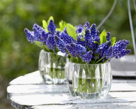 Blue Grape Hyacinths - flowers, glass, hyacinths, blue