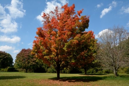 Gorgeous Autumn - Gorgeous Autumn, pretty autumn, autumn colors, autumn tree, fall colors