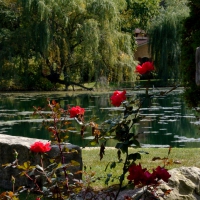 Rose Pond View