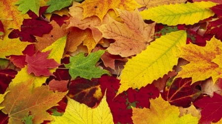 Autumn Leaves - leaves, nature, fall, autumn