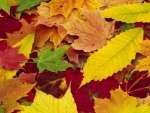 Autumn Leaves