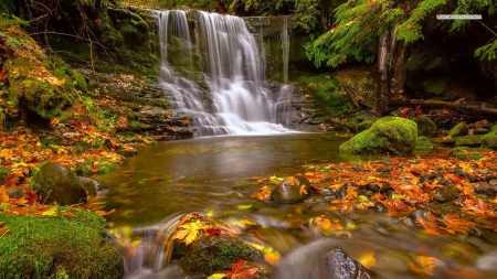 Early Autumn in the Forest - nature, autumn, forests, leaves, waterfalls