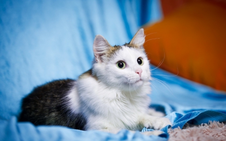 Cat - white, animal, black, cat, orange, blue