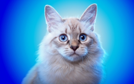 Cat - animal, cute, cat, blue, eyes