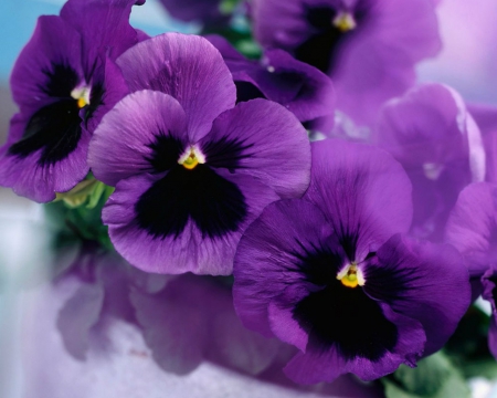 Purple Violas - violas, purple, flowers, petals