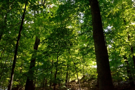 Bustling Nature - tree forest, Bustling Nature, beautiful forest, beautiful woods