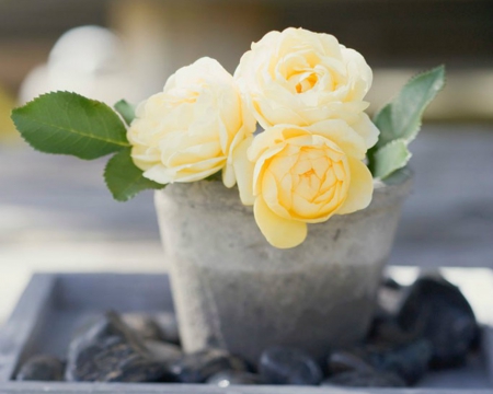 Yellow Rose - flowers, pot, petals, rose