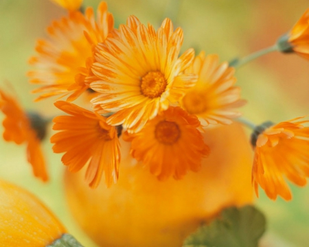 Beautiful Flowers - orange, flowers, bloom, petals