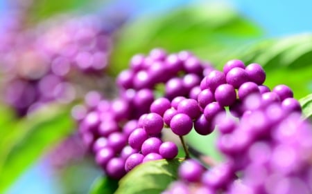 Purple berries - berry, purple, pink, fruit, autumn, green