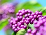 Purple berries