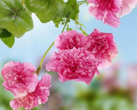 Beautiful Pink Flowers - flowers, petals, pink, bloom