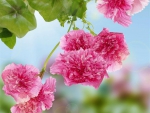 Beautiful Pink Flowers