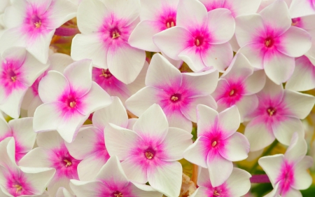 Flowers - white, flower, pink, macro