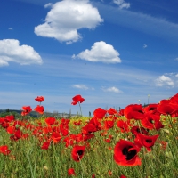 Poppy Field