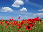 Poppy Field