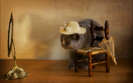 Still Life - animals, hat, cat, still life, chair