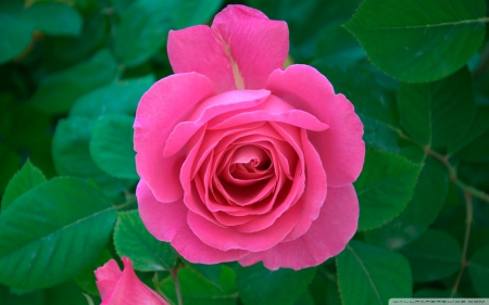 Pink Rose - flowers, roses, nature, pink, pink rose