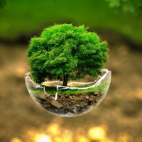 Tree in a broken bowl