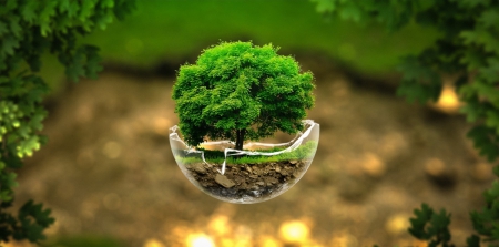 Tree in a broken bowl