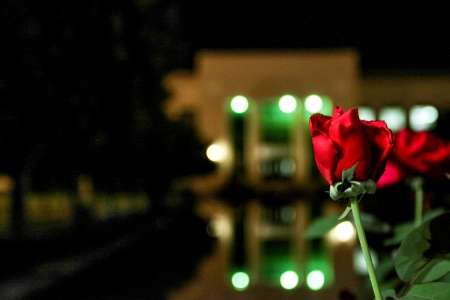 SINGLE ROSE - macro, single, red, ropse