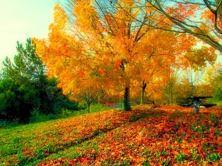 Forest gold - autumn, forest, leaves, tree, gold