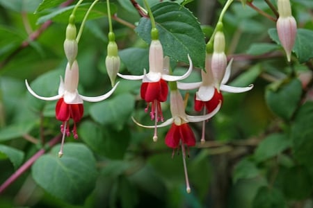 Flowers - flowers, white, red, beautiful