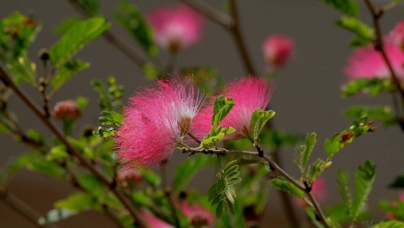 Pink Flowers - flowers, flower, pink, nature