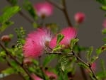 Pink Flowers