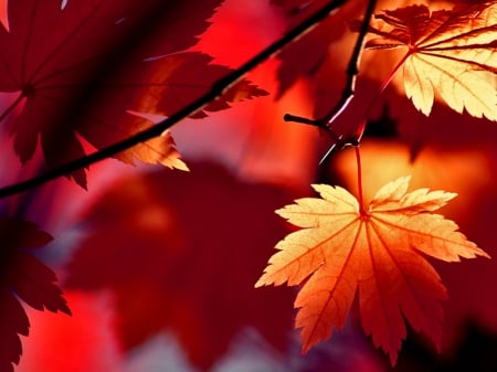 Lush Red - fall, autumn, red, photography, leaves