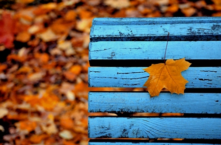 Sit with Me - artistic, fall, autumn, photography, bench, leaves