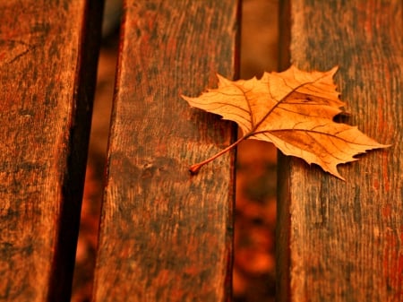 Back Porch - leaves, fall, autumn, photography