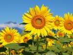 Sunflowers on Sunny Day