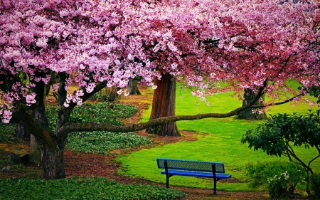 Cherry Blossom Season - trees, pink, green grass, springtime, beautiful, park, bench, flowers