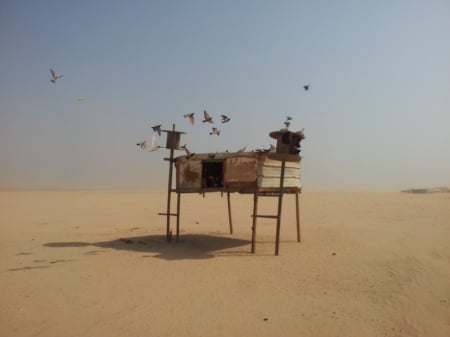 Pigeon Hock in the Desert - desert, pigeon, farming, bird