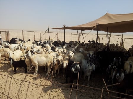 Desert goats - meat, desert, domesticated, goat