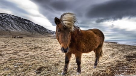 brown horse in iceland - sky, horse, nature, mountain