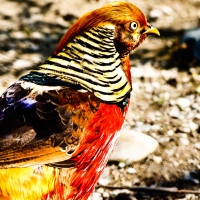 colourful bird