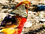 colourful bird