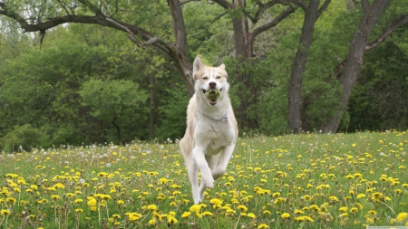 dog running - flower, tree, dog, grass