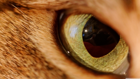 eye of the tiger - eye, tiger, feline, cat