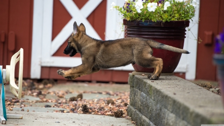 german shepherd puppy - puppy, sheperd, german, dog