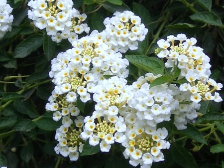 White Flowers - white, little, flowers, leaves, green