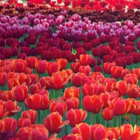  Tulips