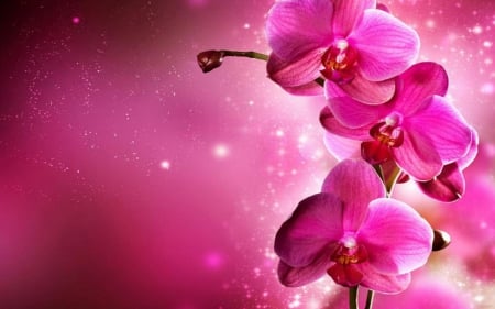 pink beauty - beauty, art, flower, pink