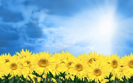 sunflowers - sky, yellow, sunflower, blue