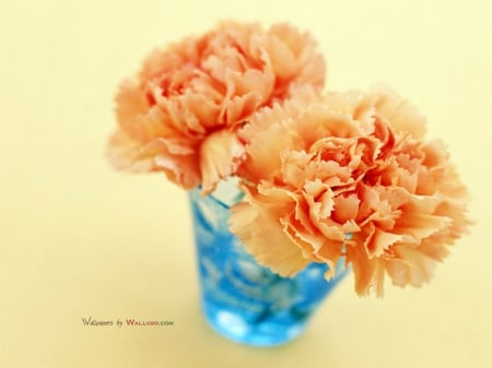 Carnation flower - carnation, beauty, flower, art