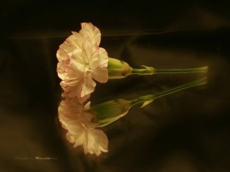 Carnation flower - glass, yellow, photo, flower