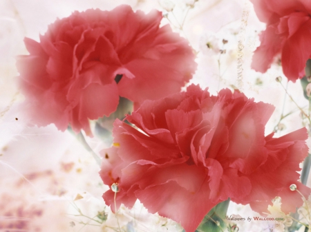 Carnation flower - design, carnation, flower, red