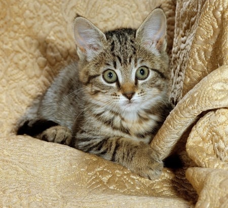 cute tabby kitten - cute, cats, tabby kitten, animals